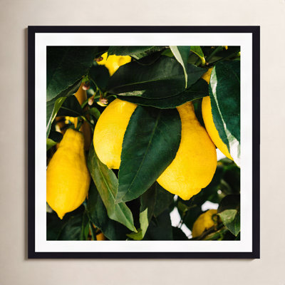 Terico "Amalfi Coast Lemons" Print