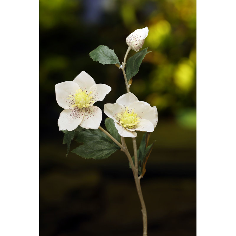 Hellebore with bud, White