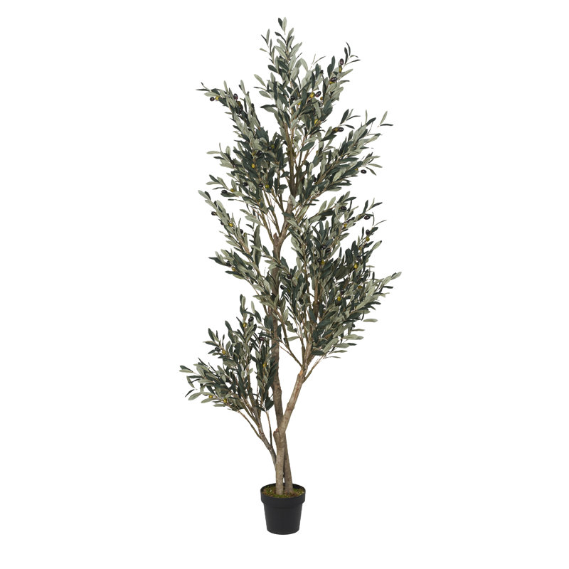 7' Olive Tree in Black Nursery Pot