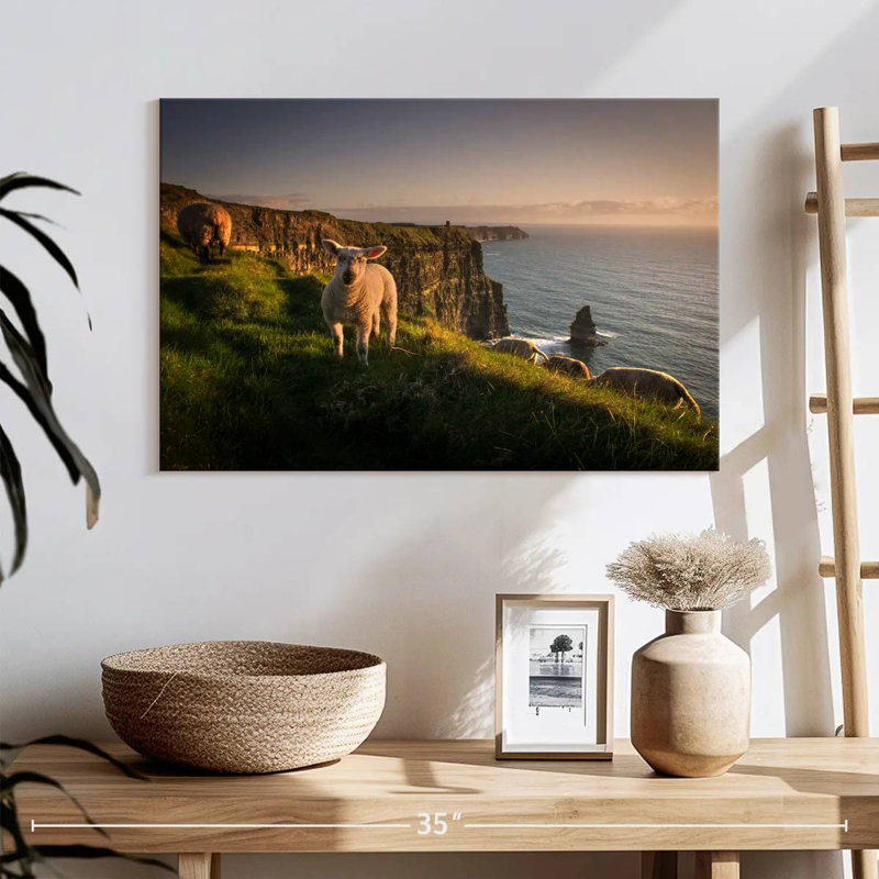 Brampt Moher Cliffs Sheep