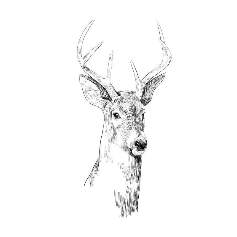 Young Buck Sketch I by Emma Scarvey - Wrapped Canvas Print, 122cm H x 81cm W
