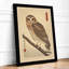 Barn Owl Branch Japandi - Framed Print-686876029-686876024