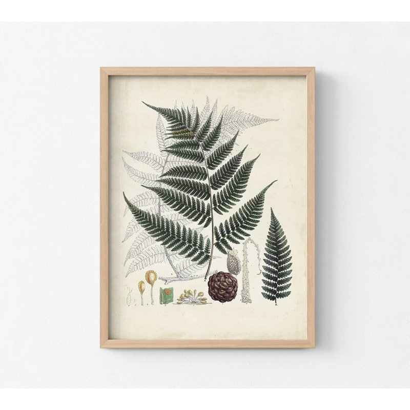 Collection de fougères VI, affiche botanique rétro, décor de chambre botanique, décor de chambre d'invité fougère rétro, art de fougère verte, plante Lady Decor