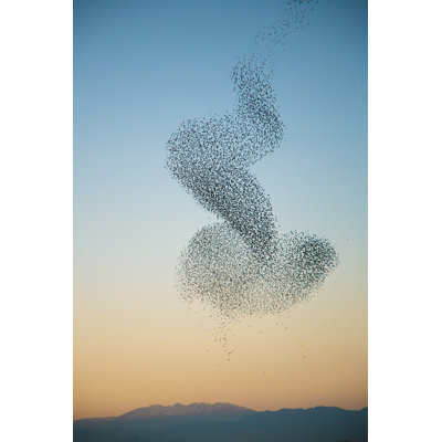 Murmuration Of Starlings by JulieanneBirch - Wrapped Canvas Print