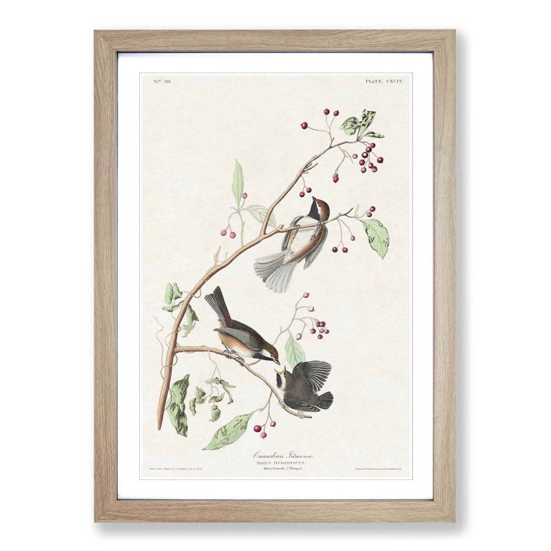 Canadian Titmouse Birds by John Audubon - Picture Frame Painting Print, Oak Framed, 48cm H x 36cm W x 2cm D