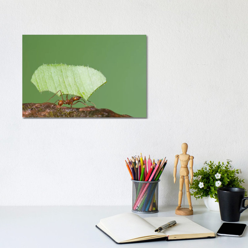 Leafcutter Ant Carrying Leaf, Costa Rica II by Steve Gettle - Wrapped Canvas Gallery-Wrapped Canvas Giclée