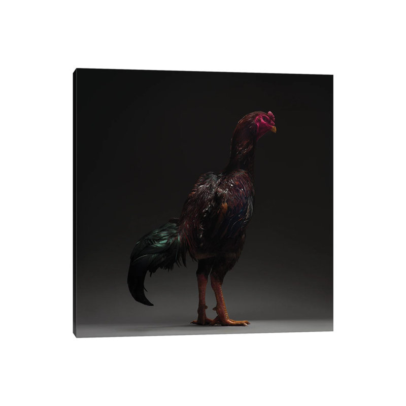 Ko Shamo - Wrapped Canvas Print, 93.98 cm H x 93.98 cm W x 3.175 cm D