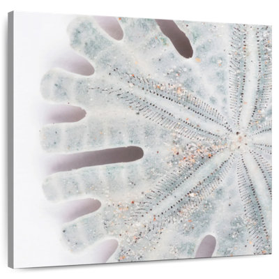 Brampt Florida Sand Dollar IV