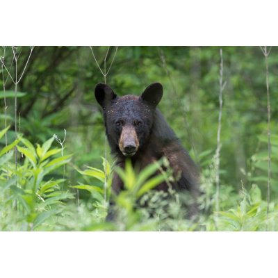 Black Bear Stands And Stares In Great Smoky Mountains Grass - Wrapped Canvas Print