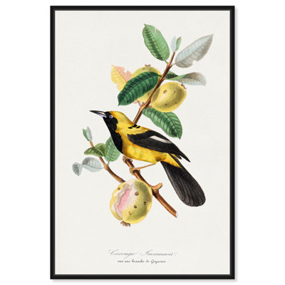 Reproduction d'art sur toile, Jacamar, 1842 par Gervais