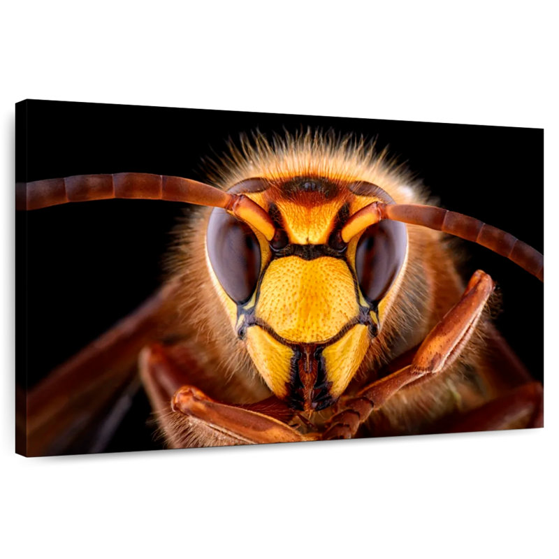 Brampt European Hornet Head