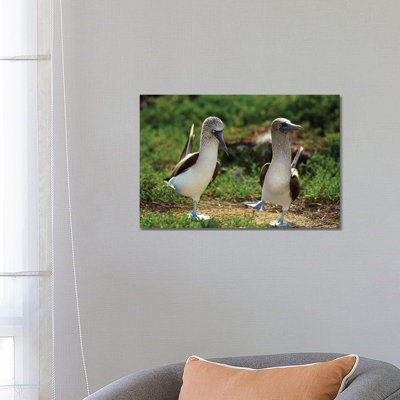 Blue-Footed Booby Pair Performing Courtship Dance 1 Piece Wrapped Canvas Wall Art