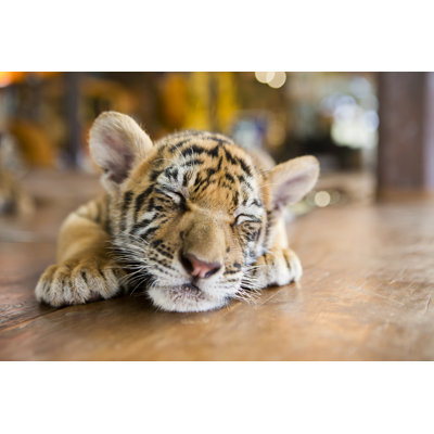 «Slumbering Little Tiger» par Fly_ Dragonfly - Photographie sur toile tendue