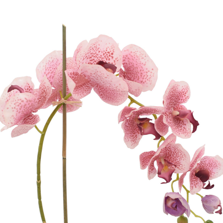 Creative Displays, Inc. Orchid Centerpiece in Glass Vase | Perigold