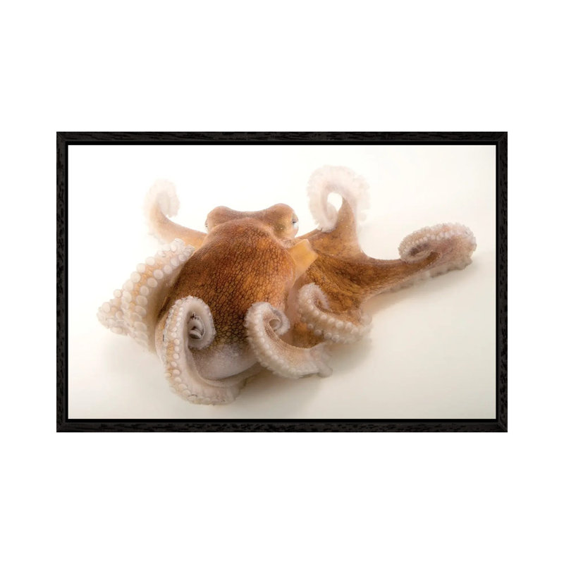 A Common Octopus At Gulf Specimen Marine Lab And Aquarium by Joel Sartore - Gallery-Wrapped Canvas Giclée on Canvas