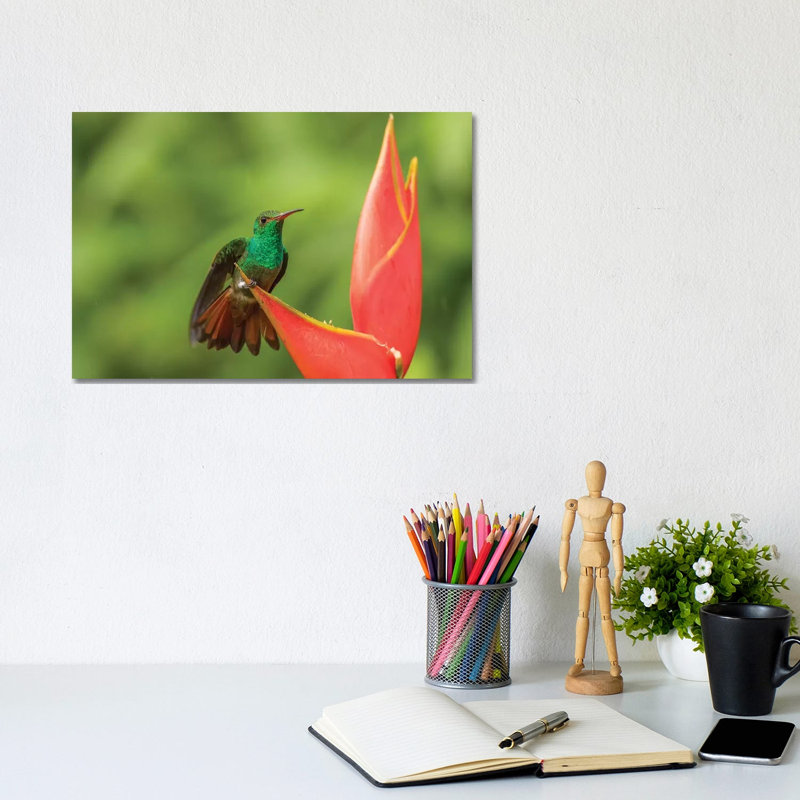 Costa Rica, Sarapique River Valley. Rufous-Tailed Hummingbird On Heliconia Plant. by Jaynes Gallery - Wrapped Canvas Print
