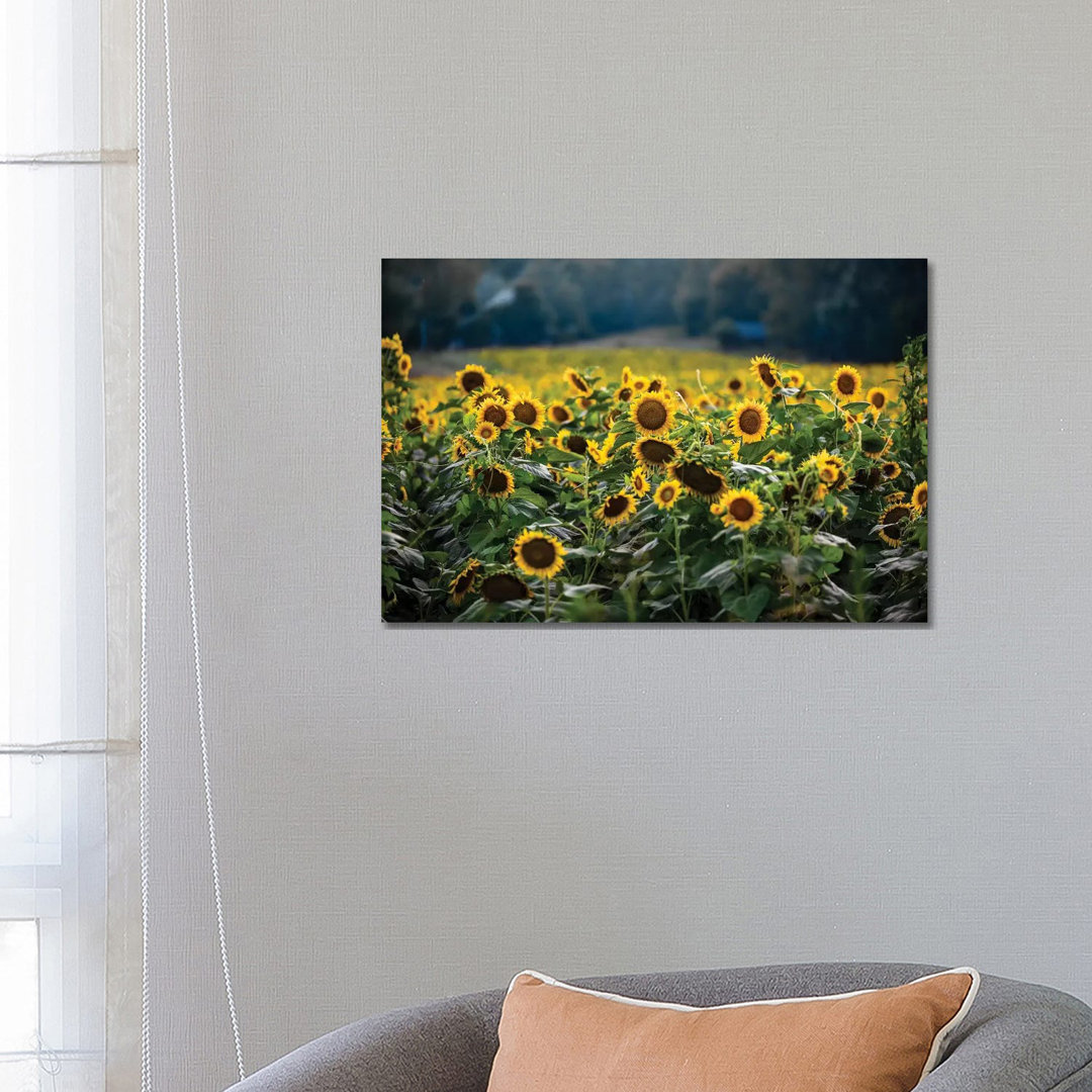 Sunflower Field by Lucas Moore - Wrapped Canvas Print