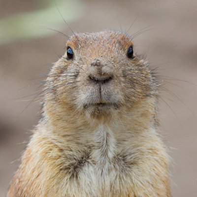 " Prairie Dog " by Michaklootwijk