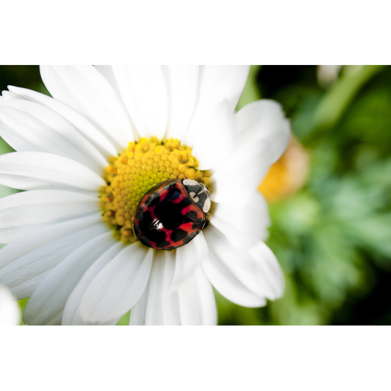 Harlequin Ladybirds - Wrapped Canvas Print, 51cm H x 76cm W x 3.8cm D