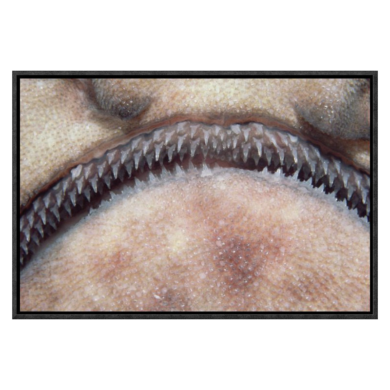 " Swell Shark Close-Up Of Teeth ", Black Framed, 12" H x 18" W
