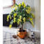 120cm Faux Tree in Pot Liner