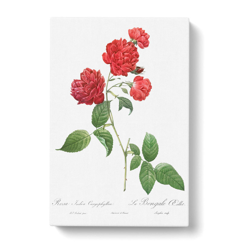 Cabbage Rose by Pierre-Joseph Redoute - Wrapped Canvas, 60cm H x 40cm W x 3cm D