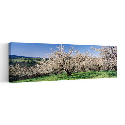 Cherry Orchard Oregon USA by Terry Eggers - Wrapped Canvas Panoramic Print