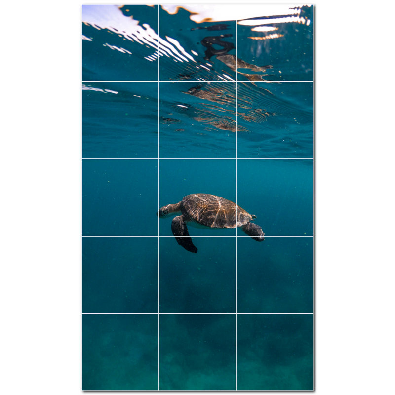 Tortue photo 12 x 12