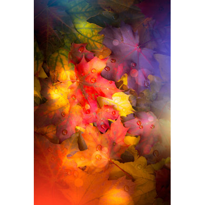 " Fallen Autumn Leaves. "