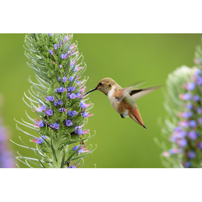 Hummingbird by Kojihirano - Wrapped Canvas Photograph