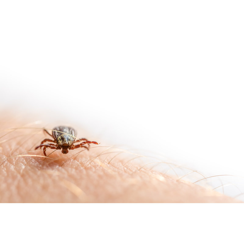 " Tick Crawling " by Ralf Geithe, 8" H x 12" W