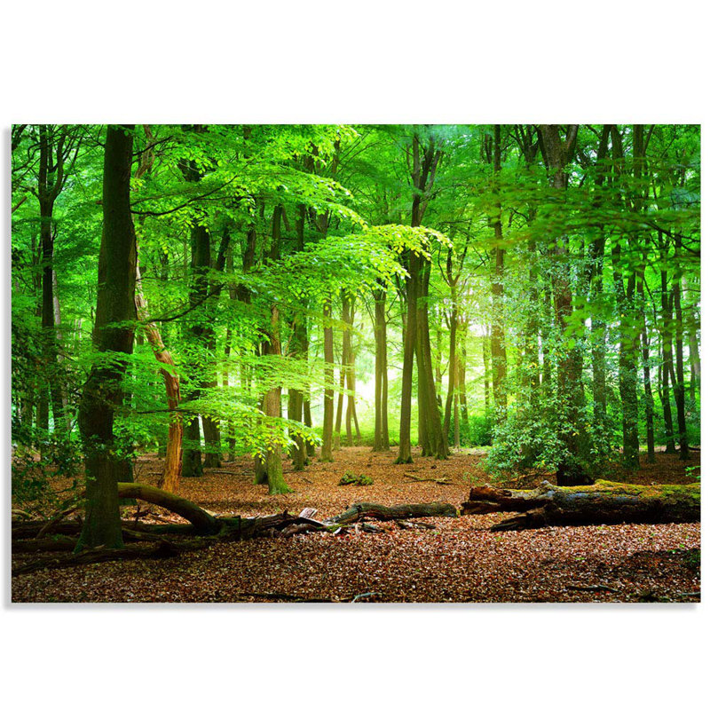 Murale forêt à peindre, L 100 po x l 144 po