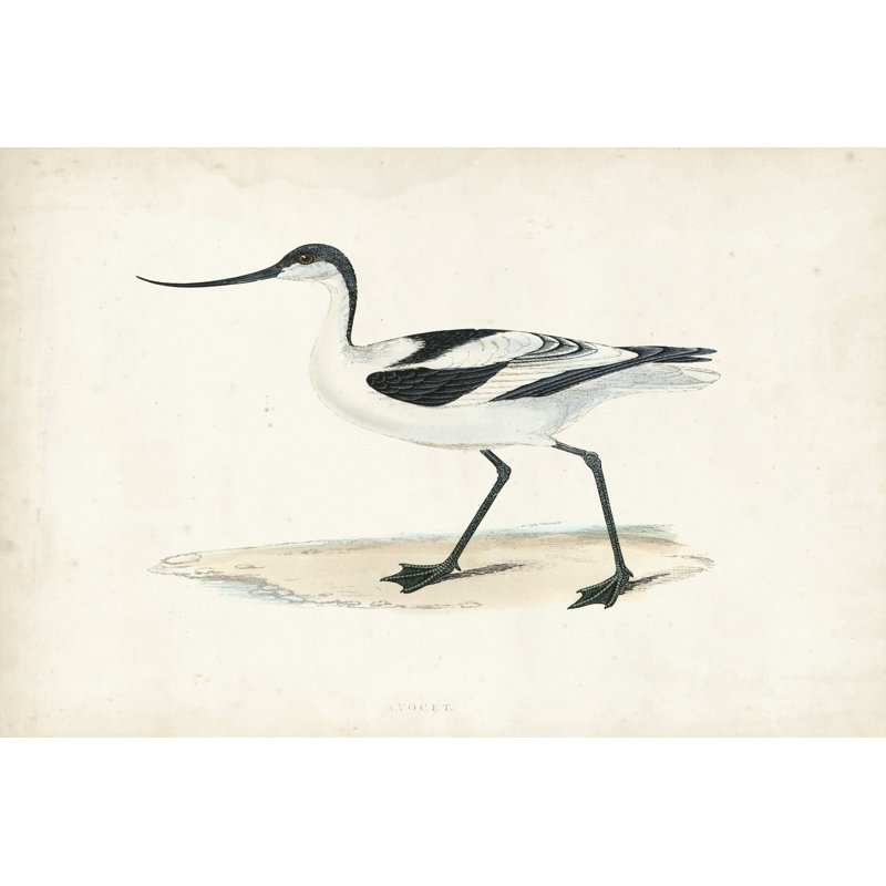 Morris Sandpipers IV by Morris - Wrapped Canvas Painting, 81cm H x 122cm W