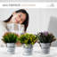 18cm Flowering Plant-102835264