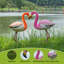 Flamant rose