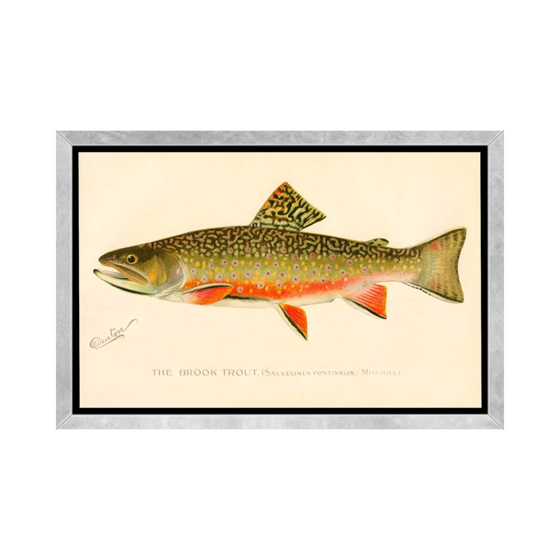 The Brook Trout - impression d'art graphique, H 40 po x l 60 po x 1,5 po, Toile avec cadre argenté