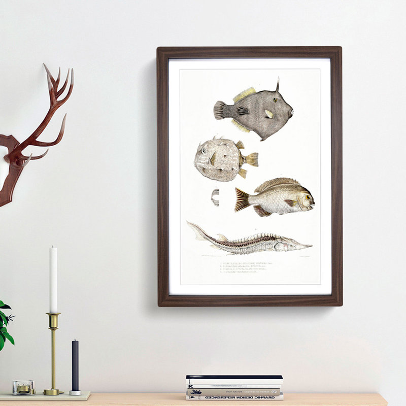 Selection of Fish by John Edward Gray - Picture Frame Painting Print, 48cm H x 36cm W x 2cm D, Walnut Framed