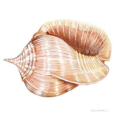 Shells II