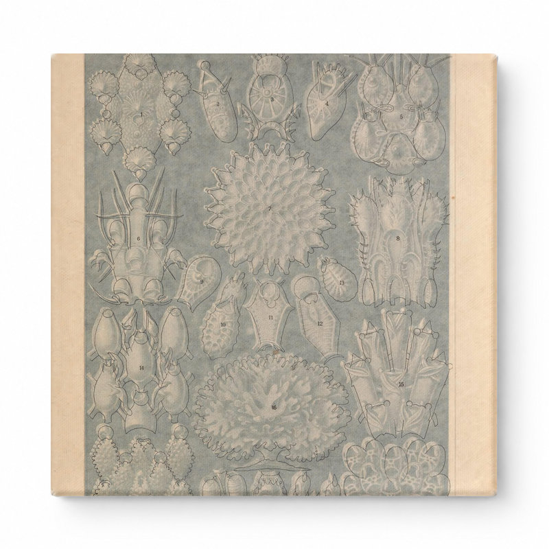 Art mural, Tafel 33 - Bryozoa (1904), 16" W x 16" H