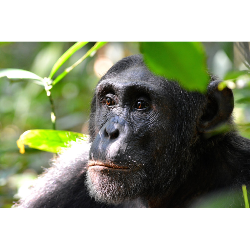 Flinchum Wild Chimpanzee - Wrapped Canvas Print, 81cm H x 122cm W 3.8cm D