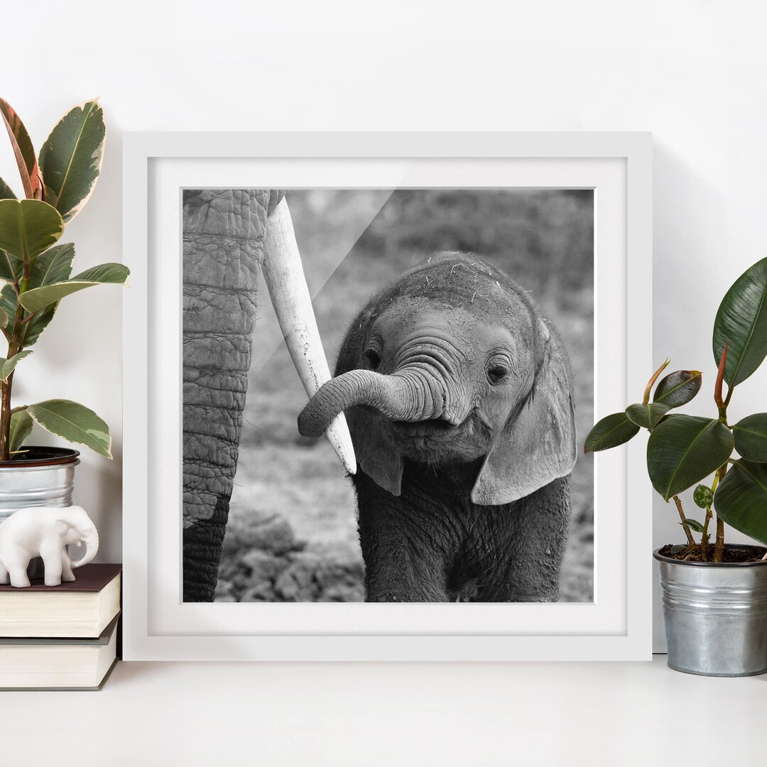 Gerahmtes Poster Baby-Elefant