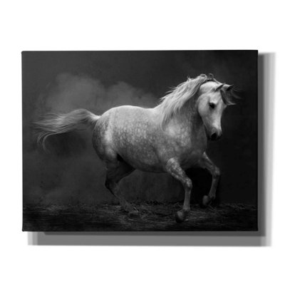 «Morocco barb» par Susan Friedman,