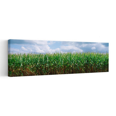 Clouds Over A Corn Field Christian County Illinois USA by Ron Schramm - Wrapped Canvas Panoramic Print