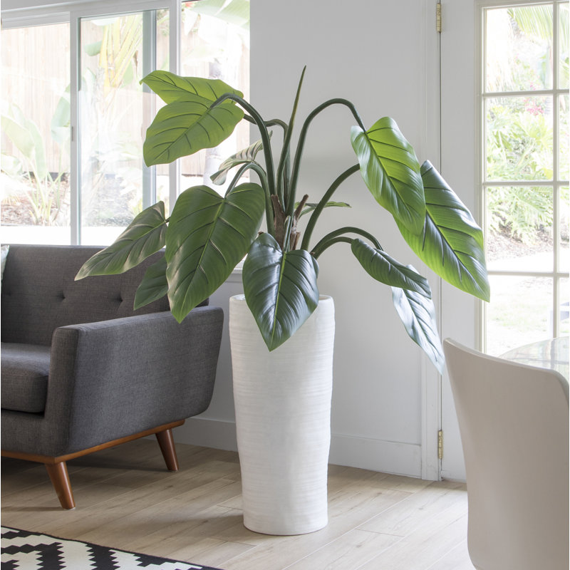 Panama Bannister Philodendron plante en pot