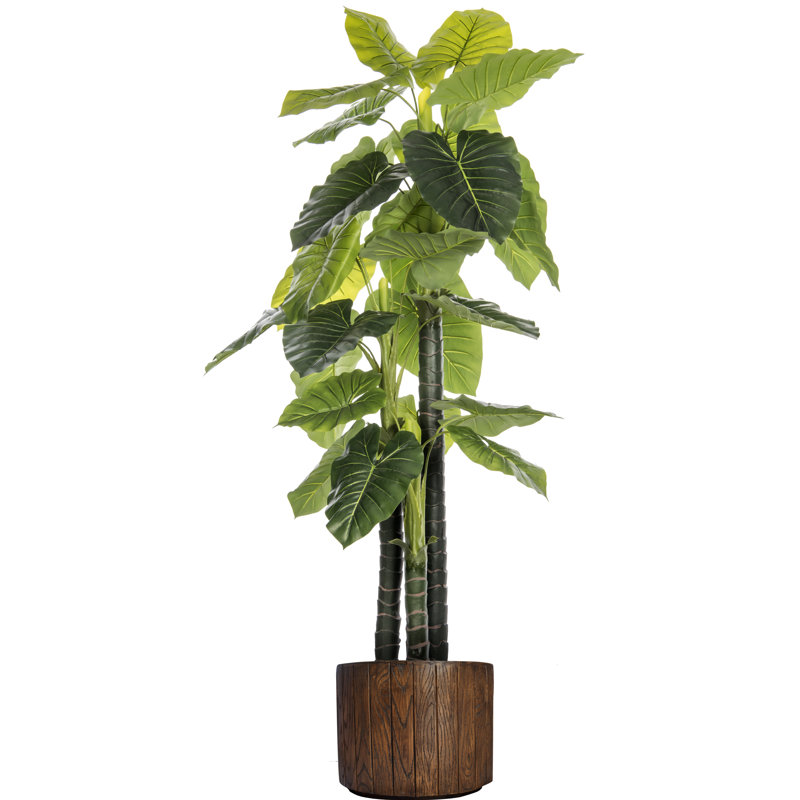 Arbre d'oreille intérieur / extérieur Panama