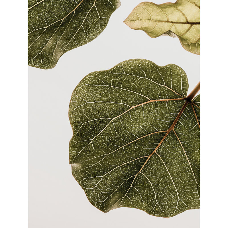 "Abutifolia No2" par Shot