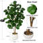Figuier artificiel 5 pi 5 pi - Grand faux arbre, 70 feuilles réalistes, grand figuier grand figuier réaliste en pot pour bureau à domicile, salon, coin, porche, décoration intérieure-767214049