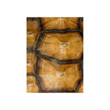 Carapaced Motif VII Print by Austin Beiv