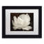 « white tulip iii », reproduction de photo sur toile encadrée-32707334-32707337