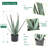 Artificial Potted Aloe Plant 20in